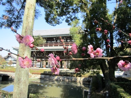 東福寺三門と梅の花