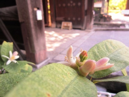 永観堂の仏手柑の花